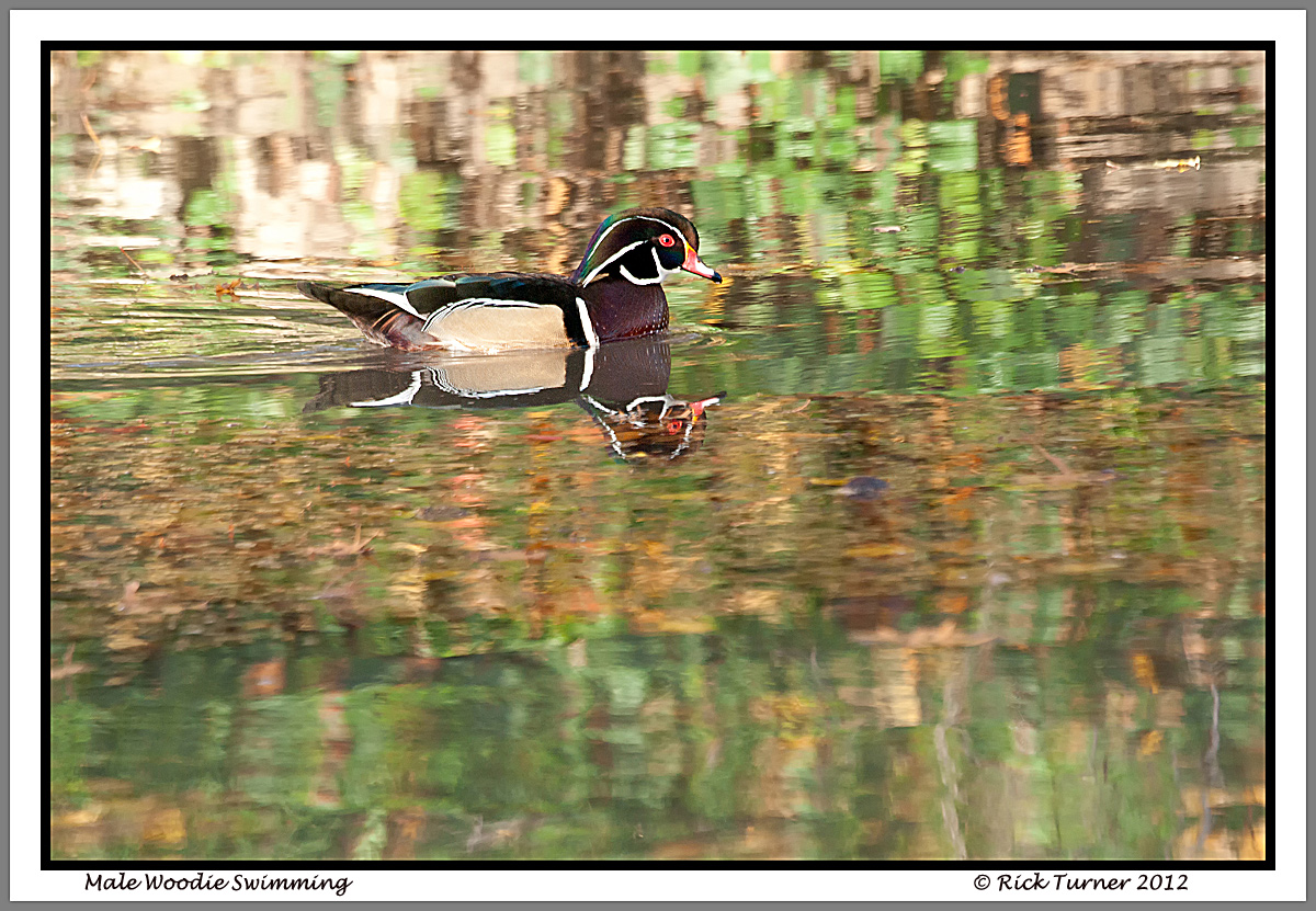 Wood Duck Swim