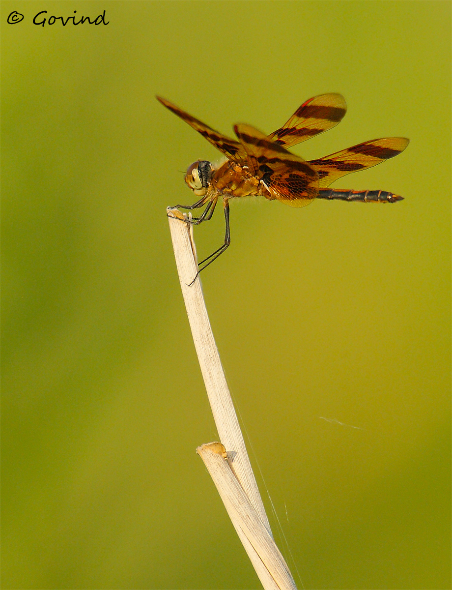 Halloween Pennant