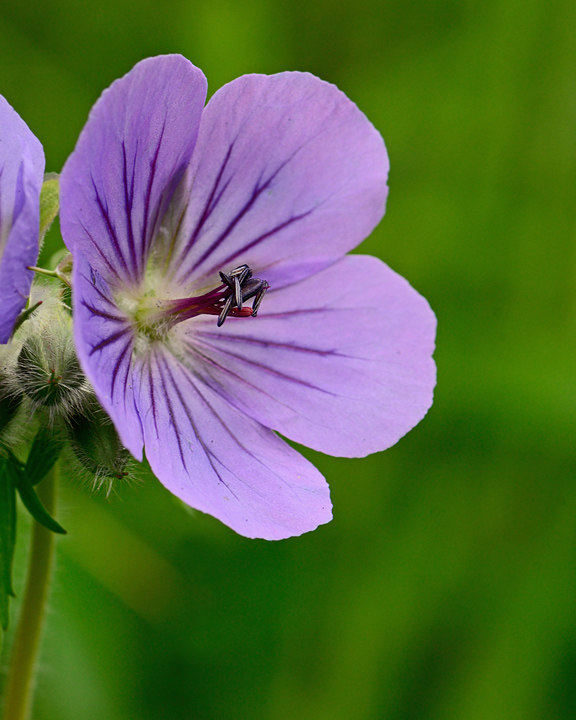 Wild Geranium