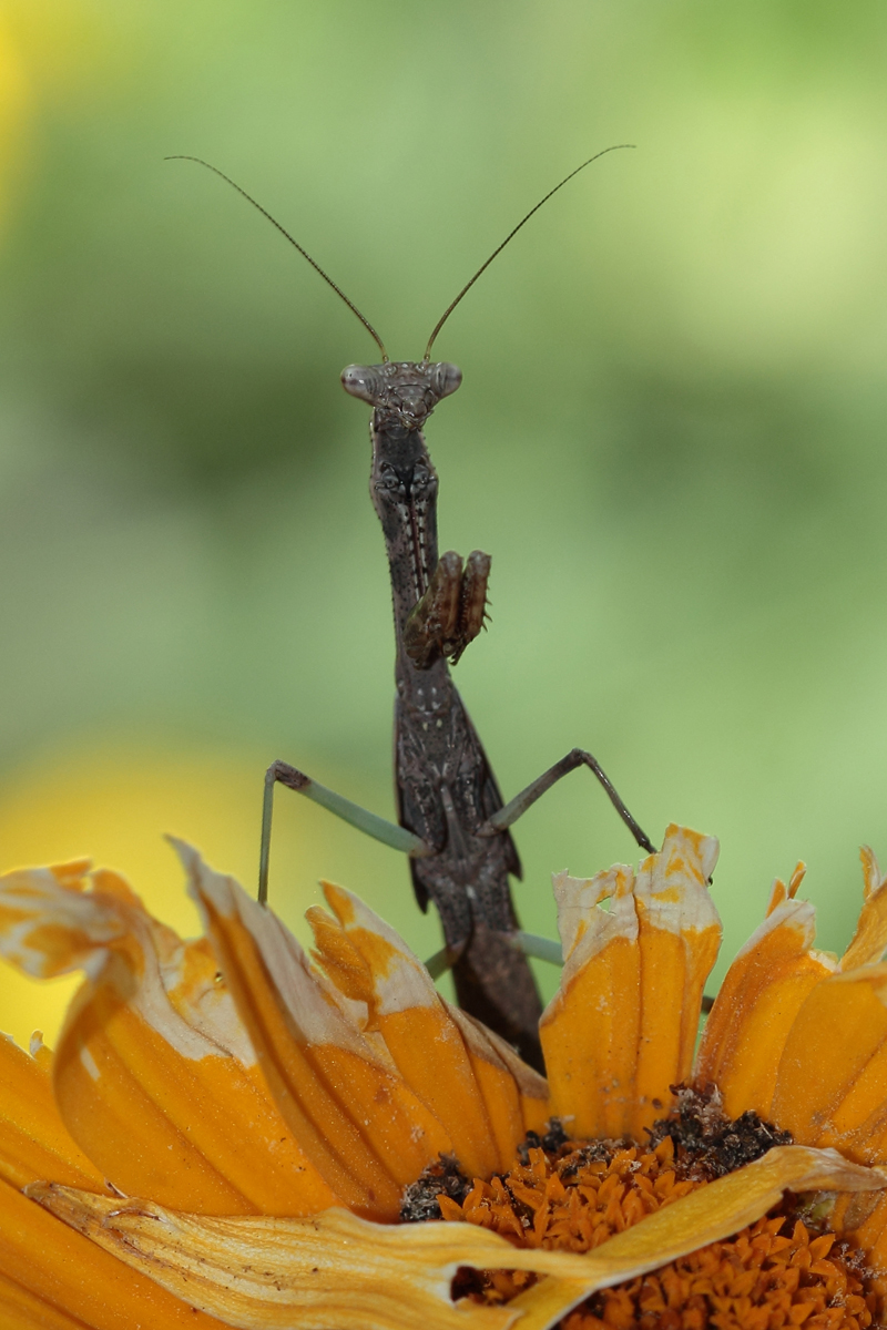 Mantis #2
