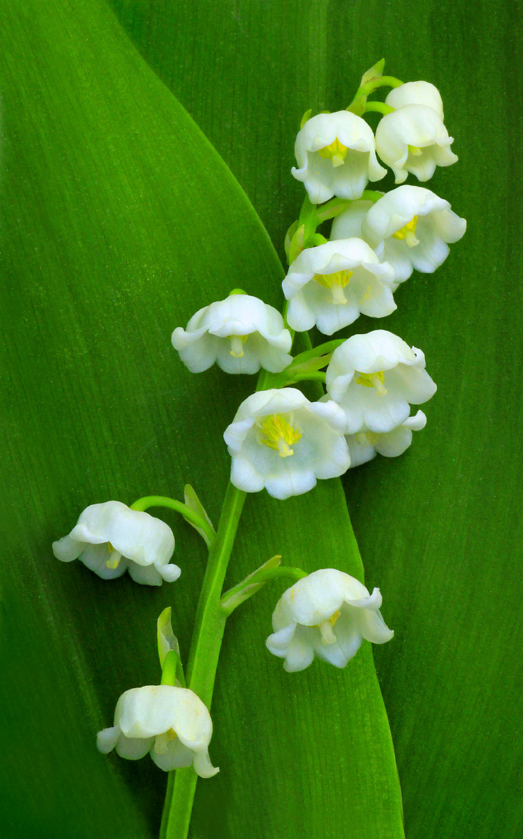 Lily of the Valley