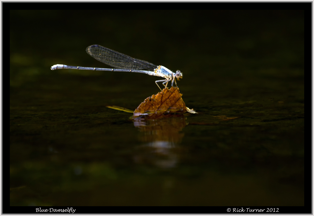 Blue Damselfly
