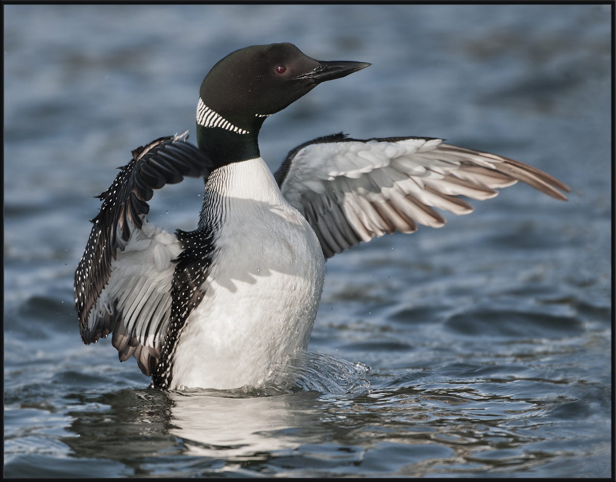 Loon "Flap"