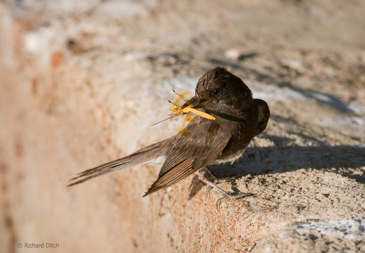 Black Phoebe