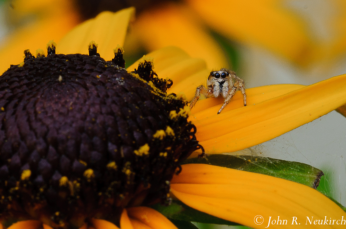 Spider giving me a look