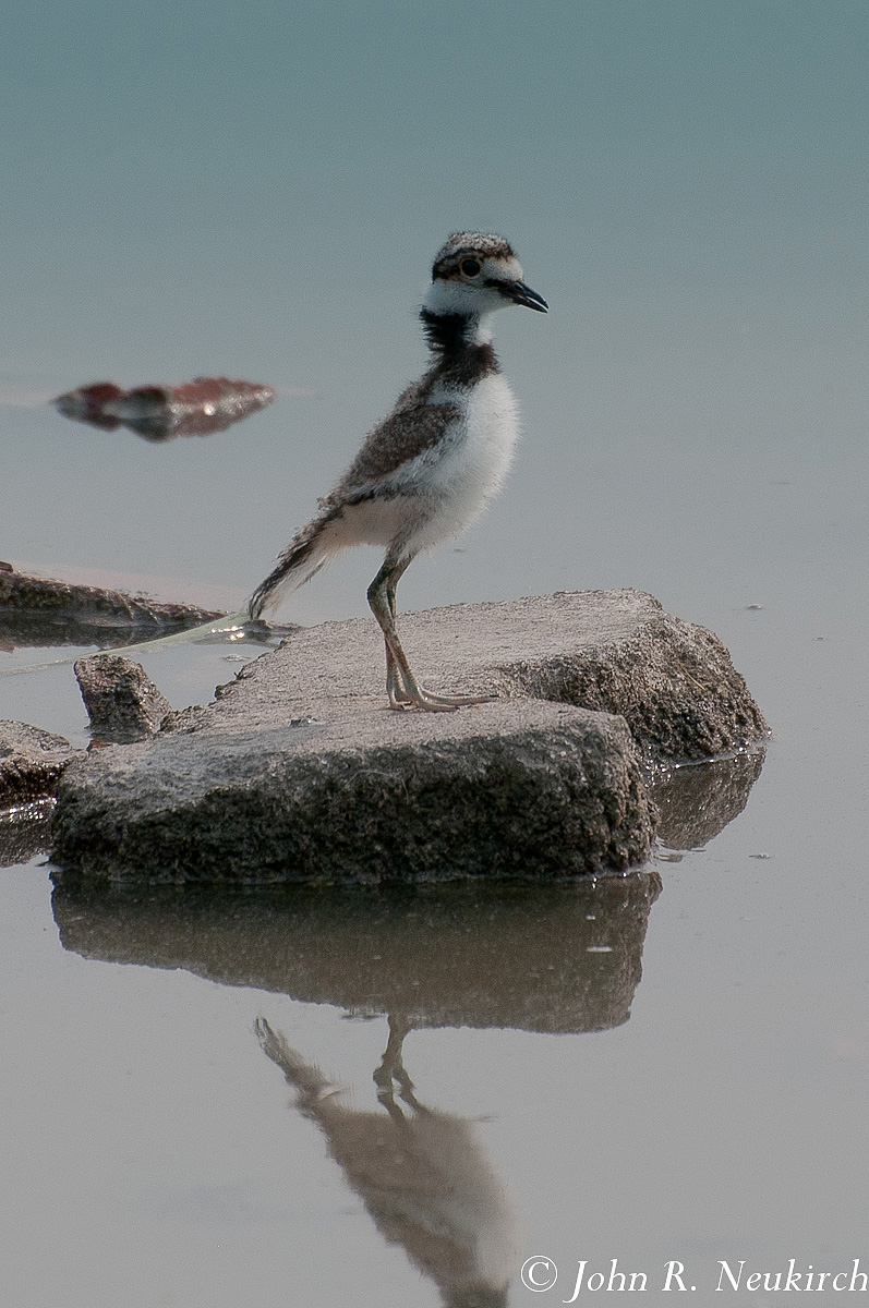 Killdeer - juvenile