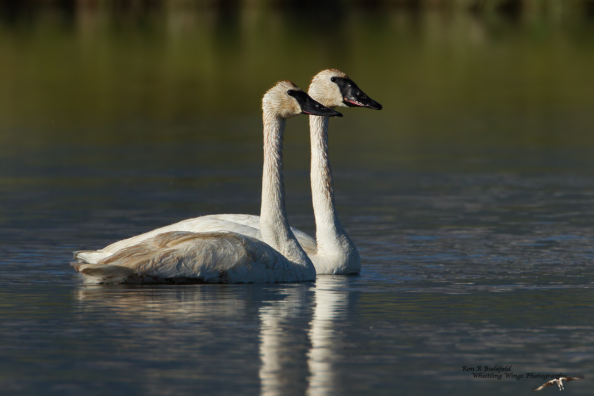 Trumpeter Swans