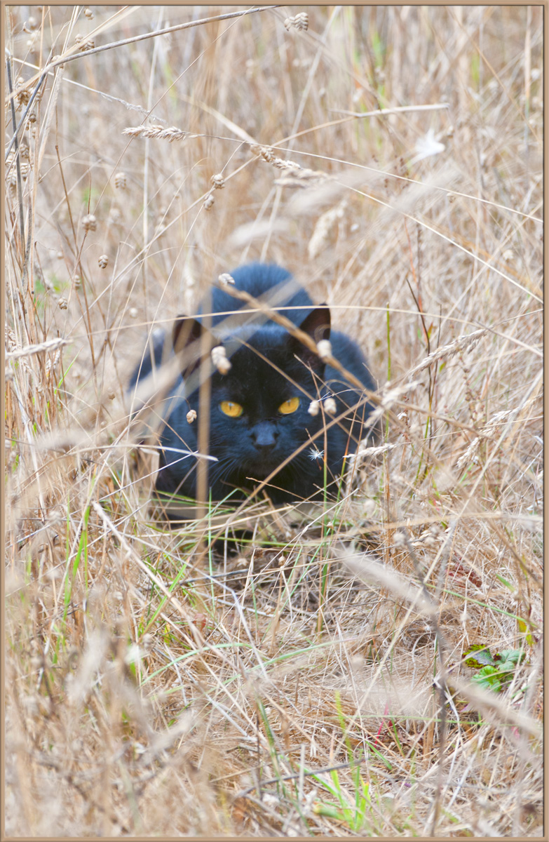 Feral Cats 