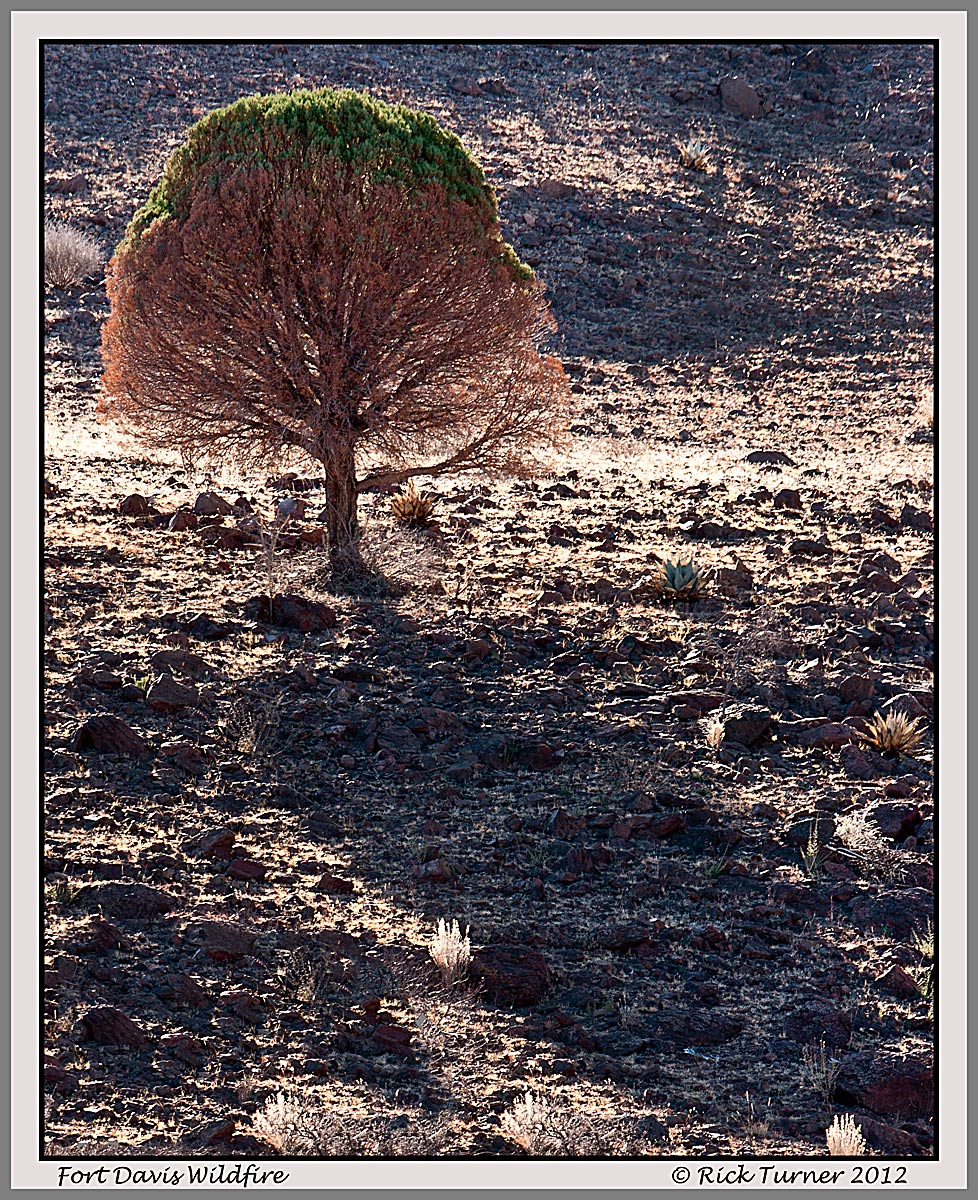 Texas Wildfire Damage