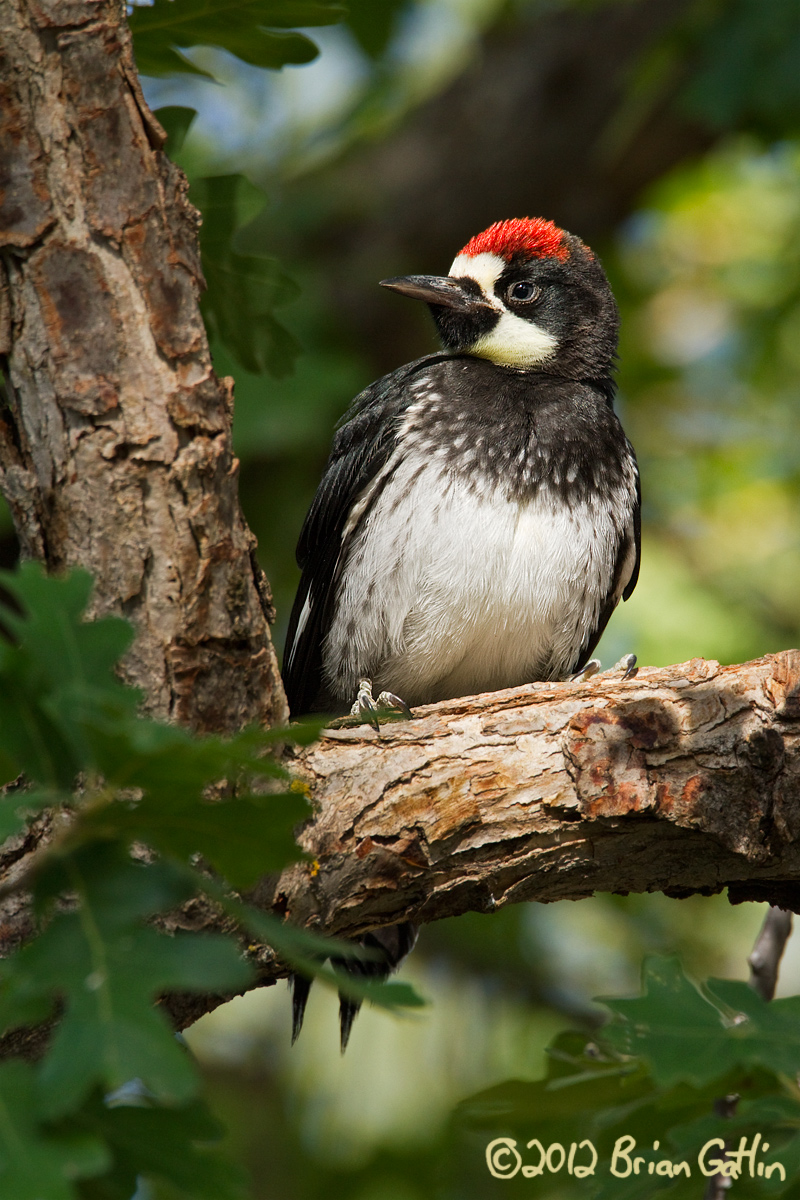 Acorn Woodpecker