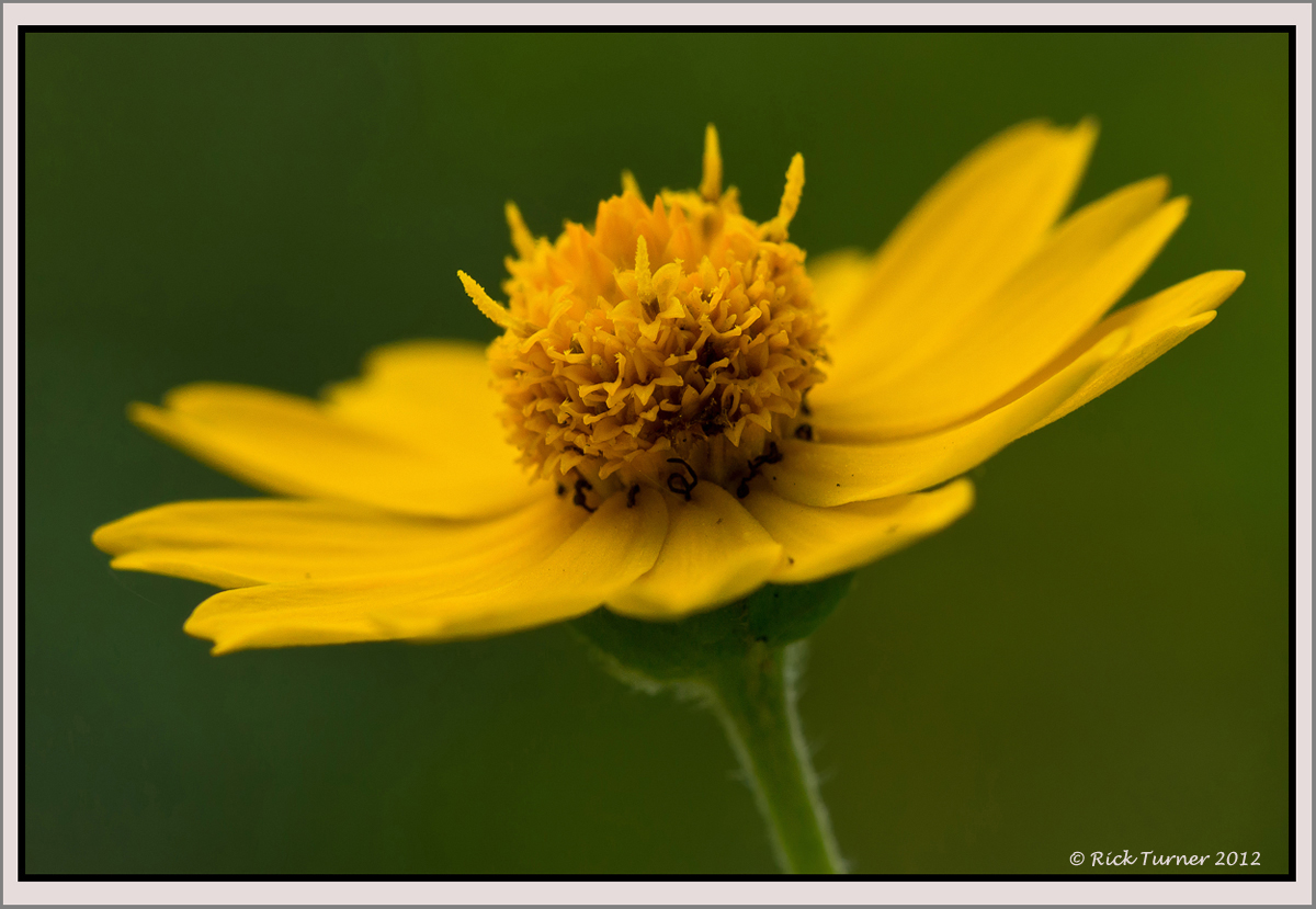 Mom's Garden