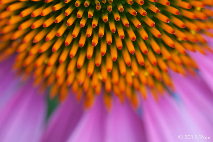 Coneflower - 2