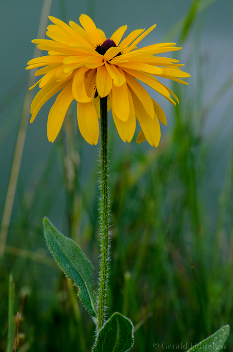 corn flower