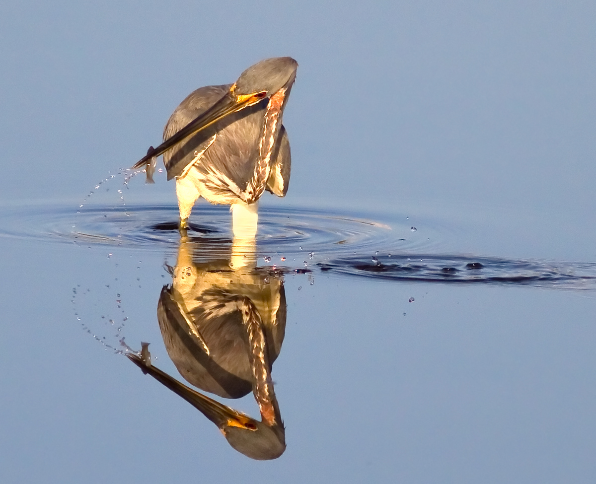 Tricolored Heron Fishing