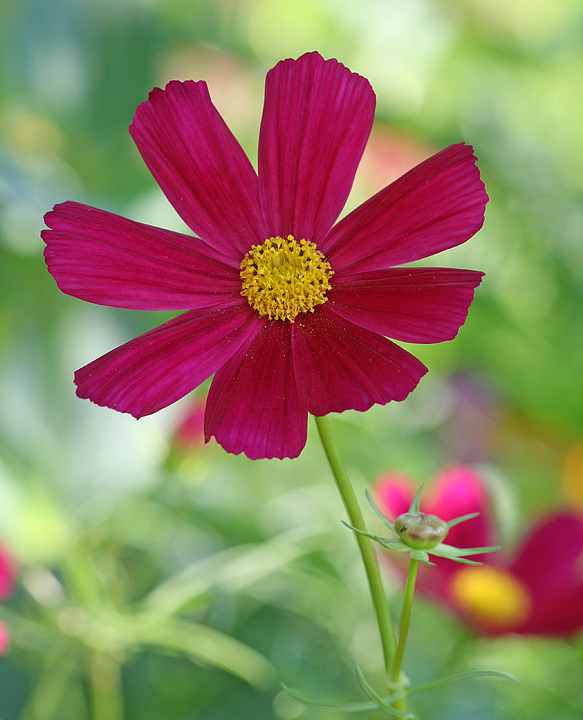 Cosmos
