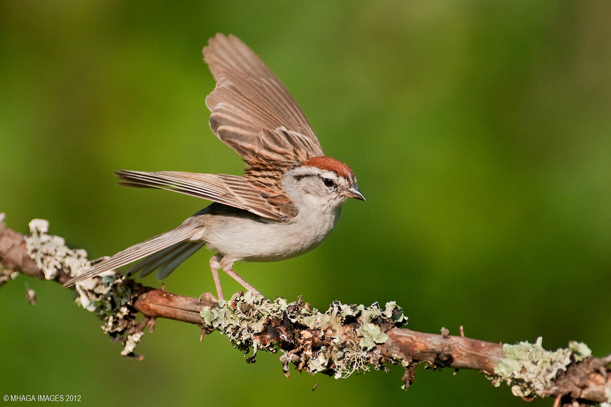 Chipping Sparrow
