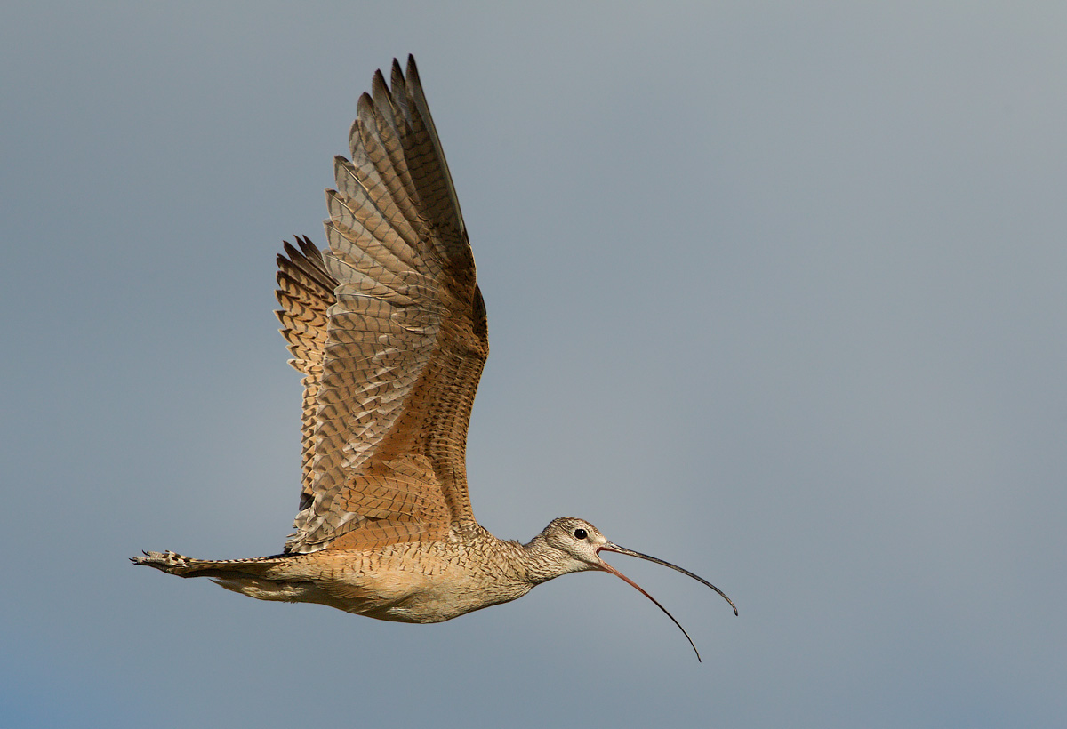 Long-billed curlew