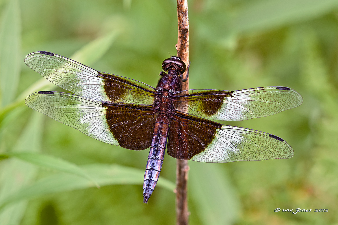 Widow Skimmer