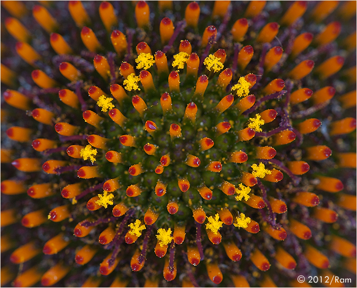 Coneflower-3