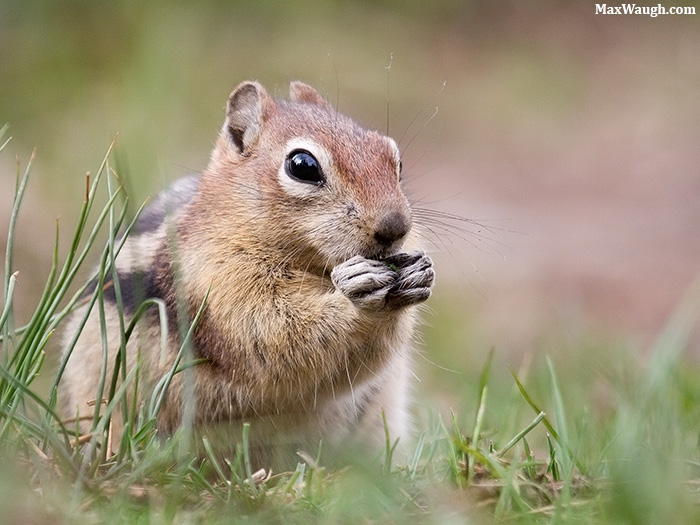 Golden-Mantled Squirrel