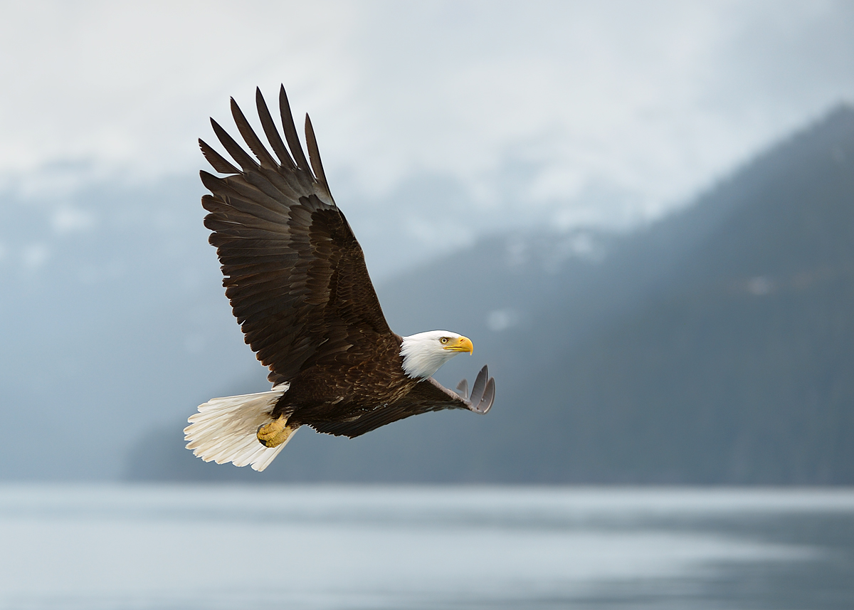 Another Eagle