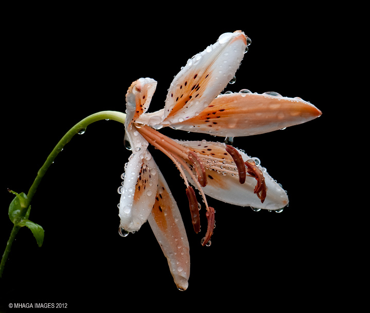 Asiatic Lily