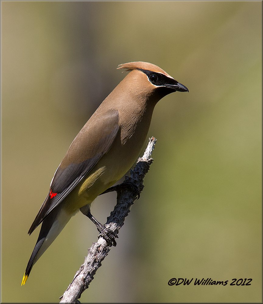 Cedar Waxwing