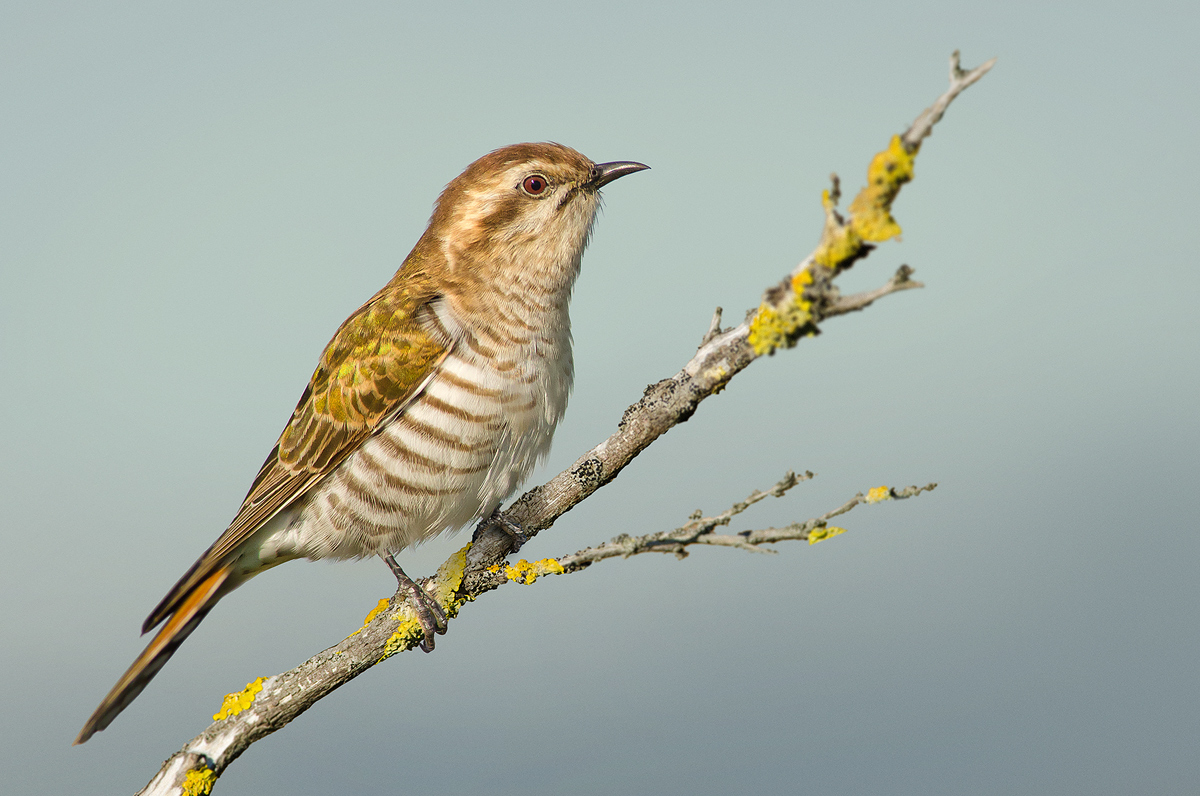 Horsfield's BronzeCuckoo