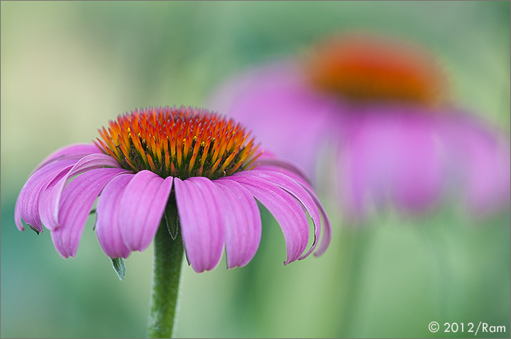 Coneflower-4