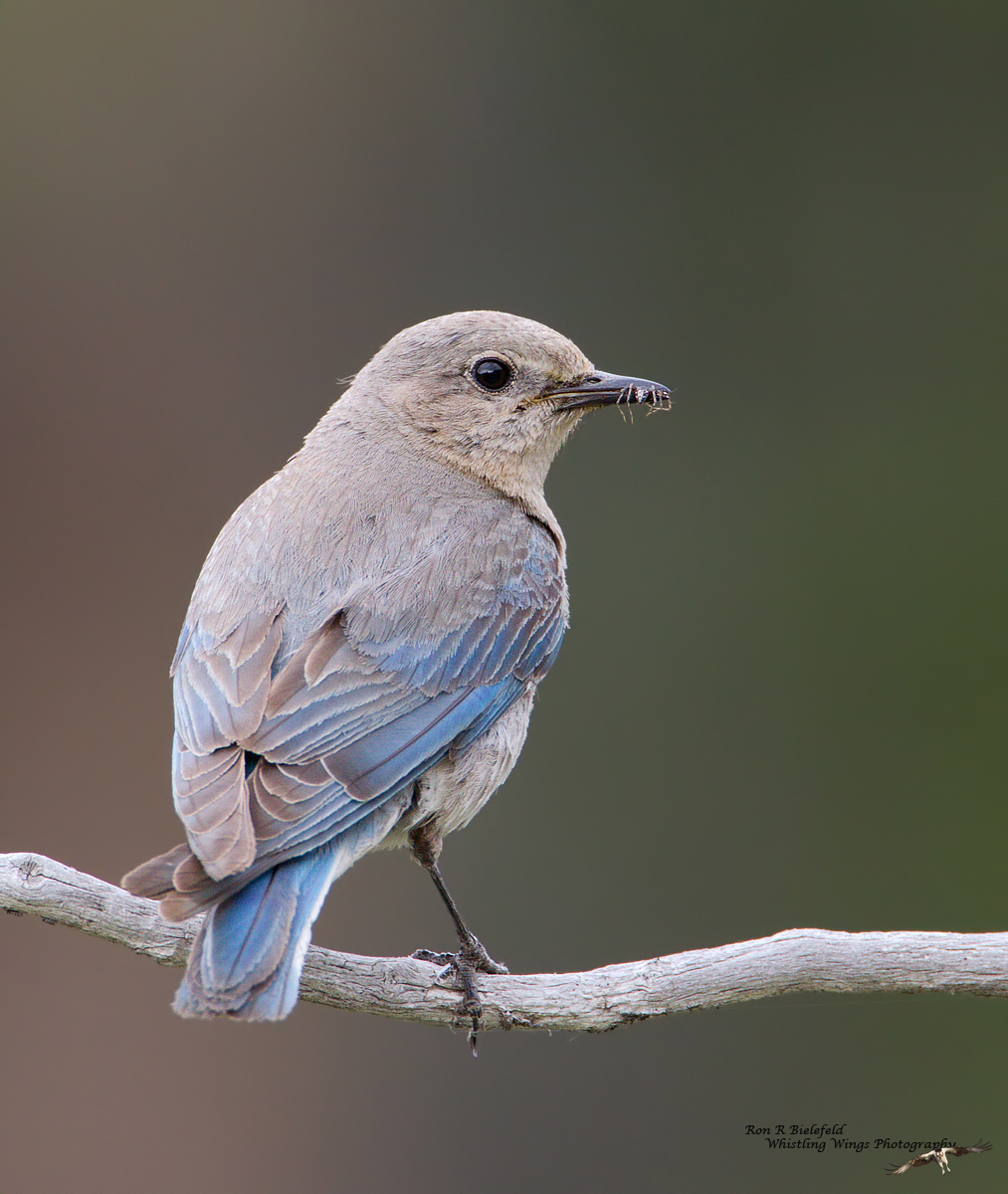 Mountain Bluebird-Female