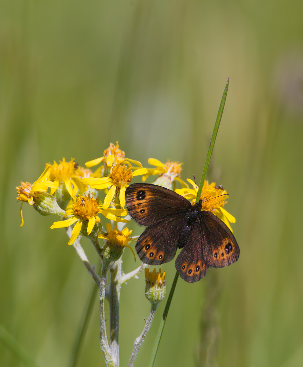 Common Alpine
