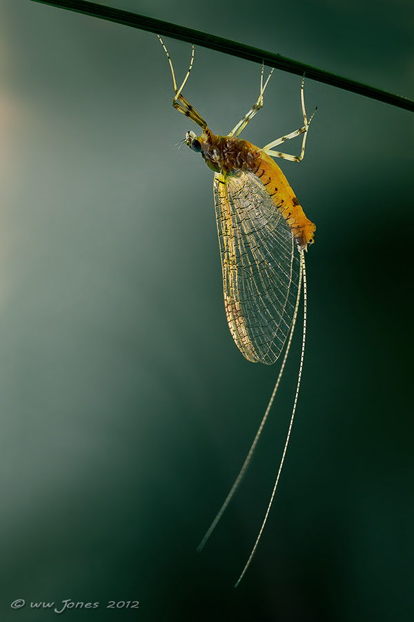 Ephemeral Gold