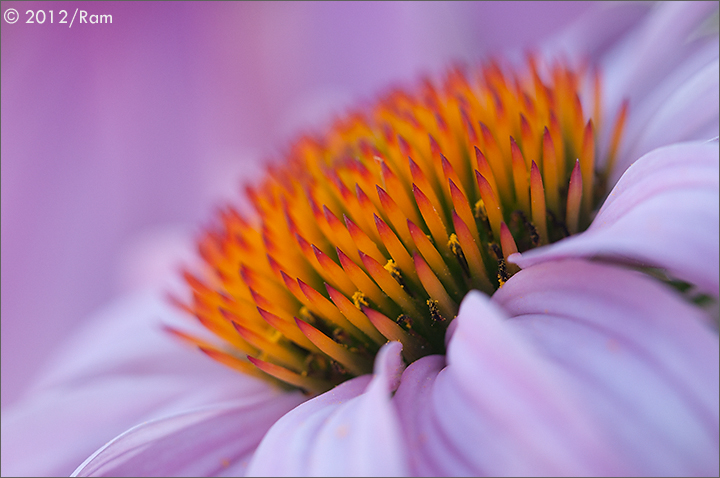 Coneflower-5