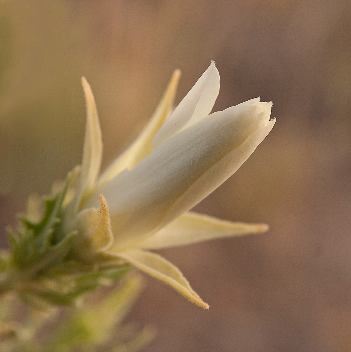 Prairie Flower