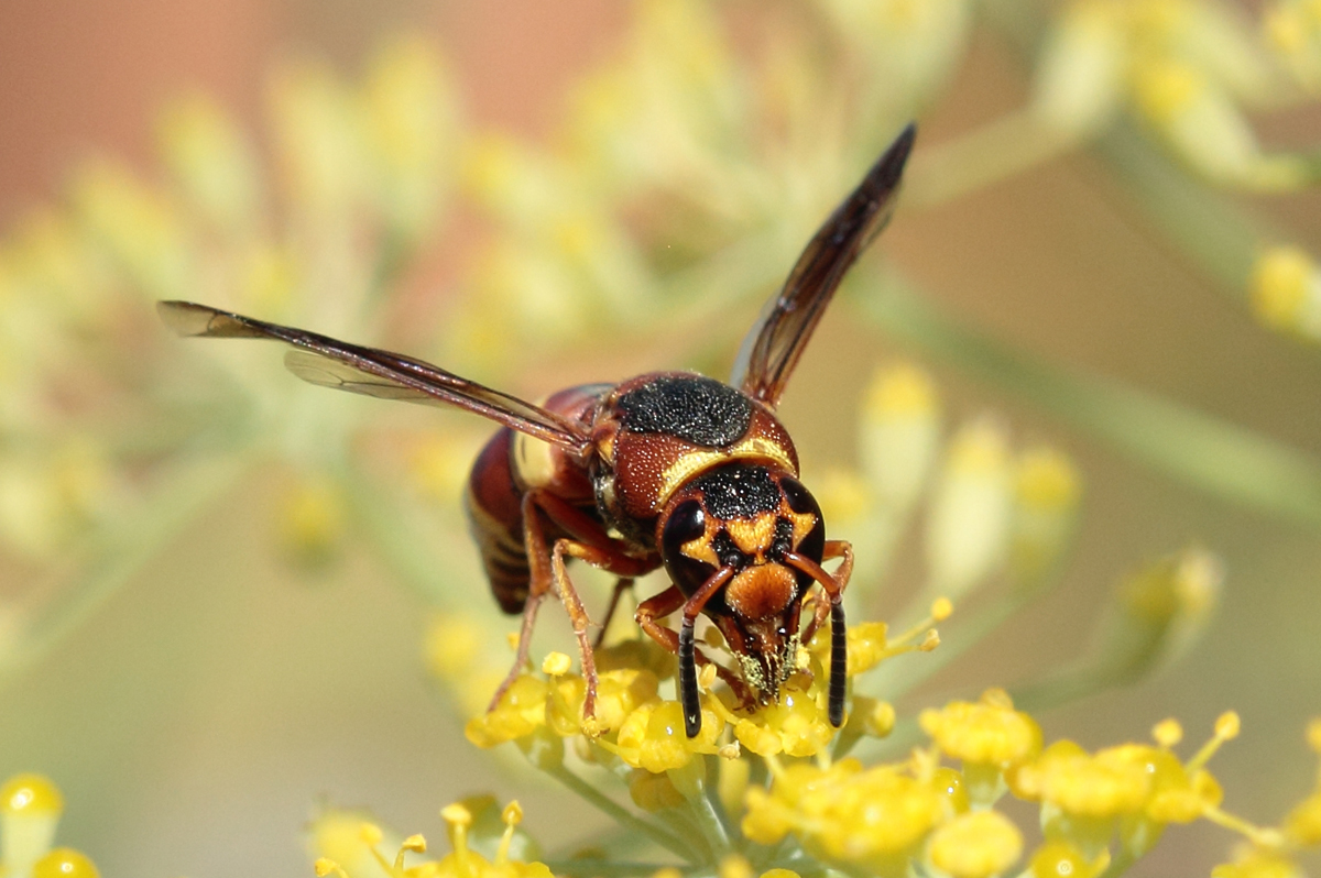 Wasp  WC 543