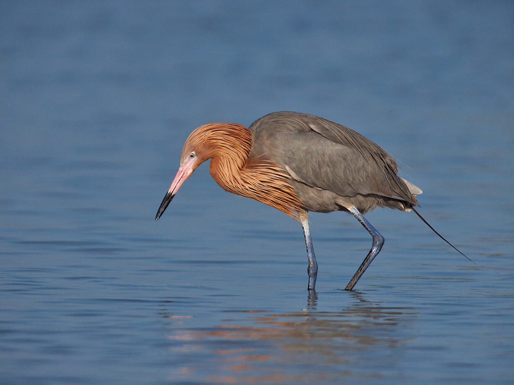 Reddish at Ft Desoto