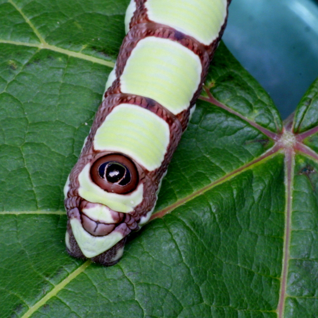Sphinx caterpillar