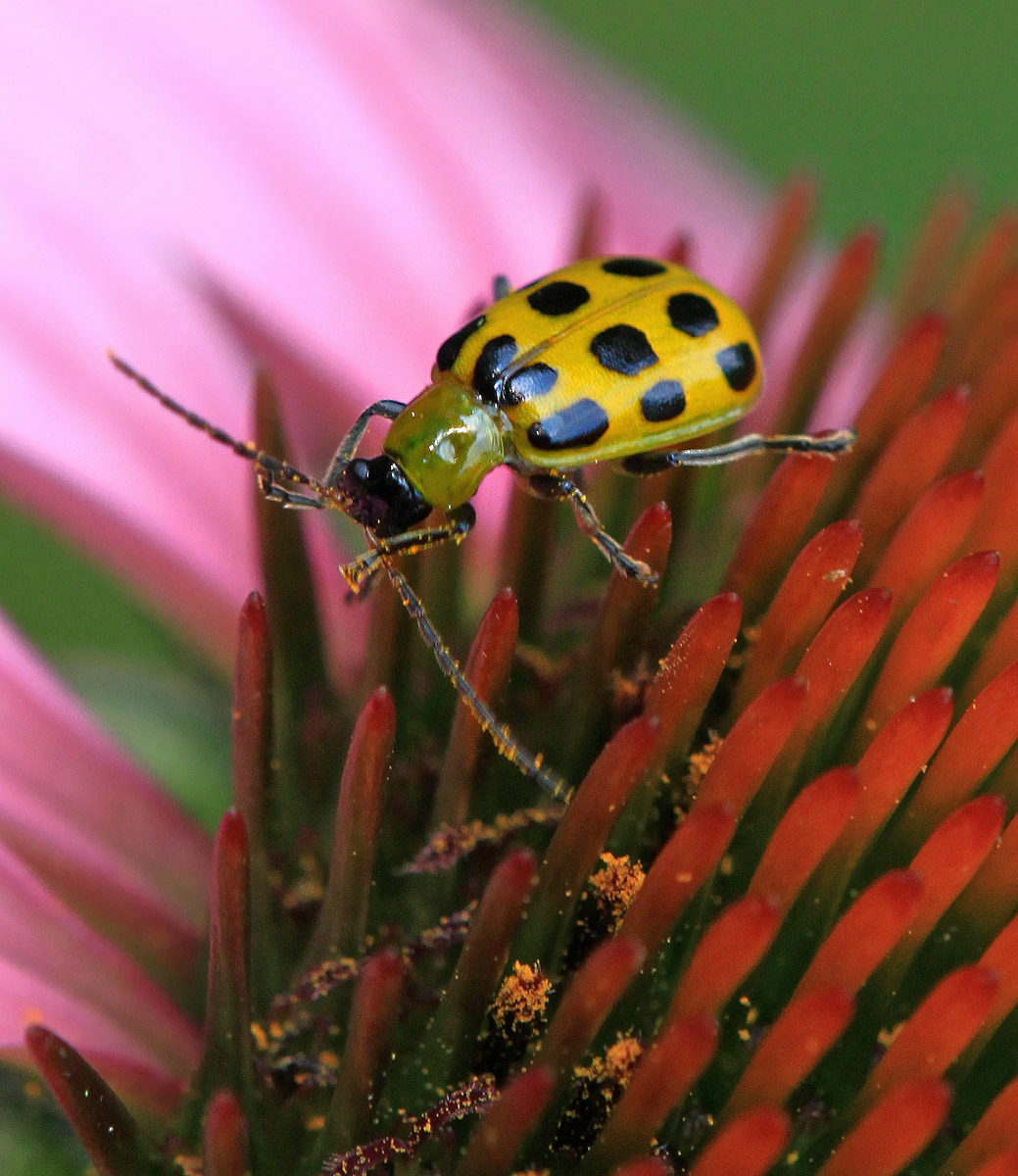 Spotted cucumber beetle