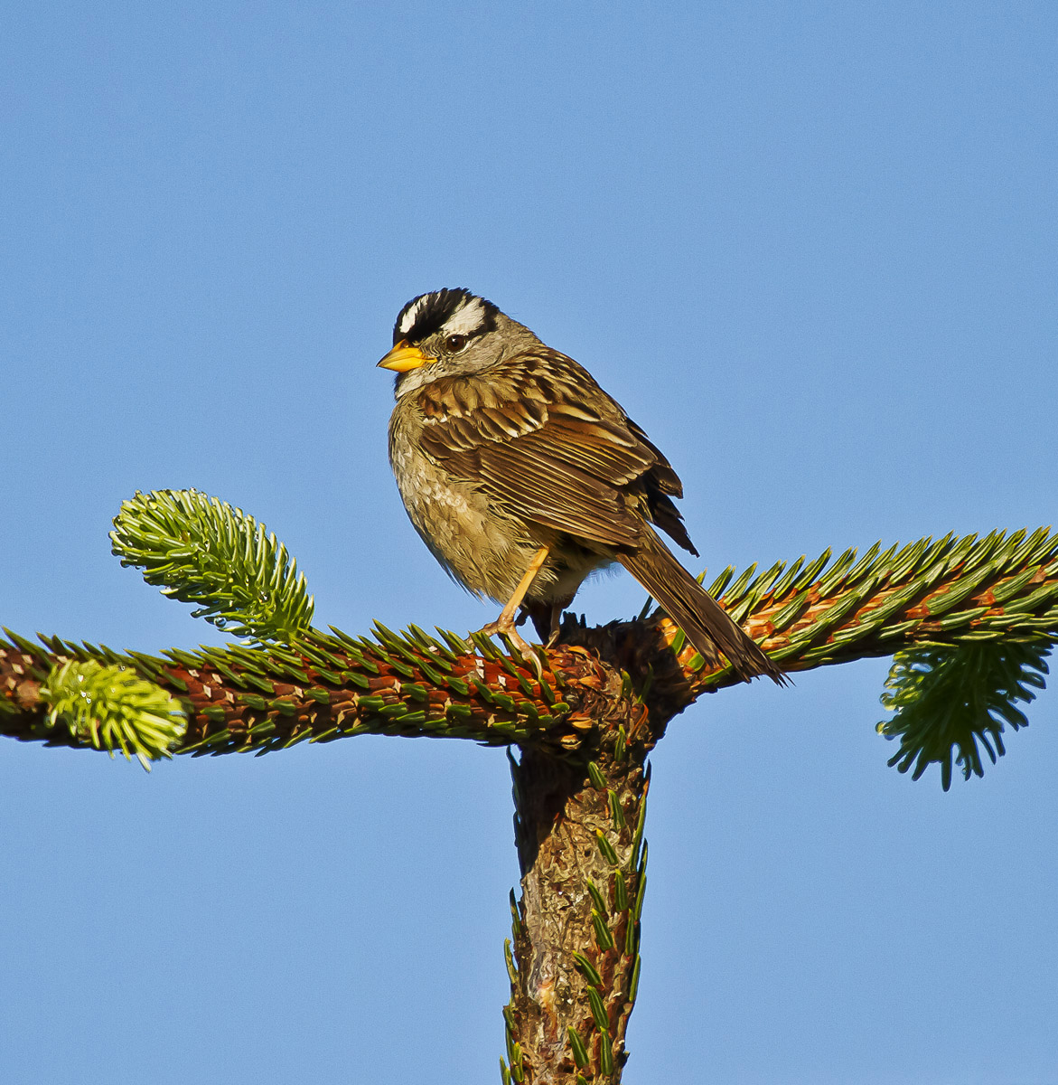White-crowned Sparrow
