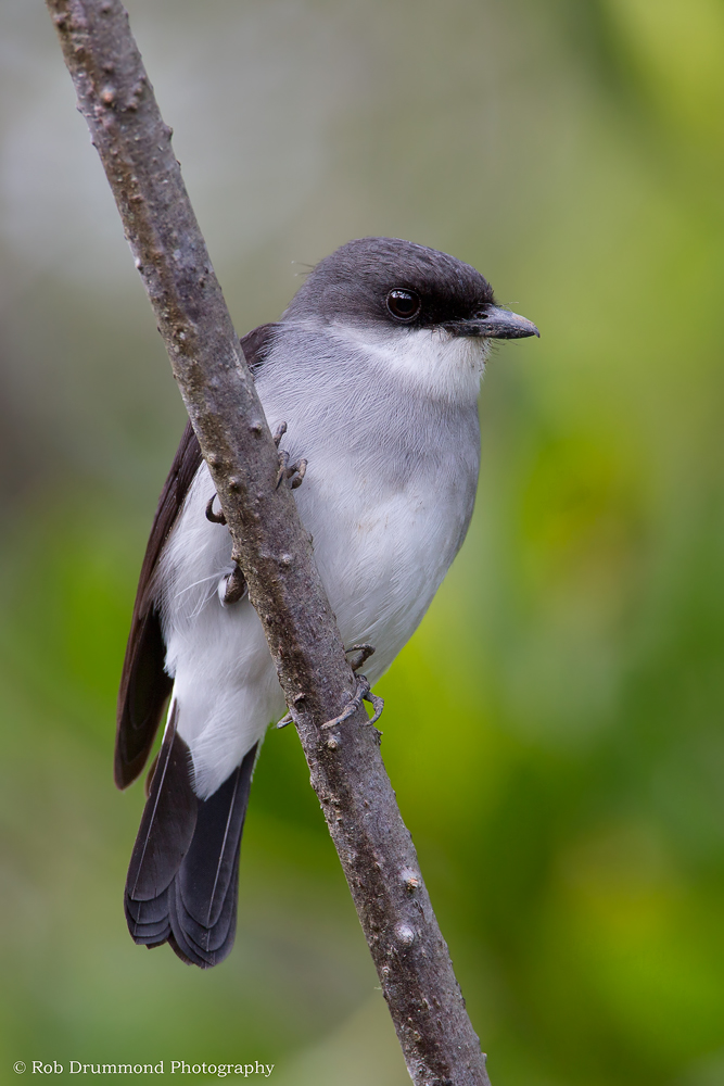 Mangrove Robin