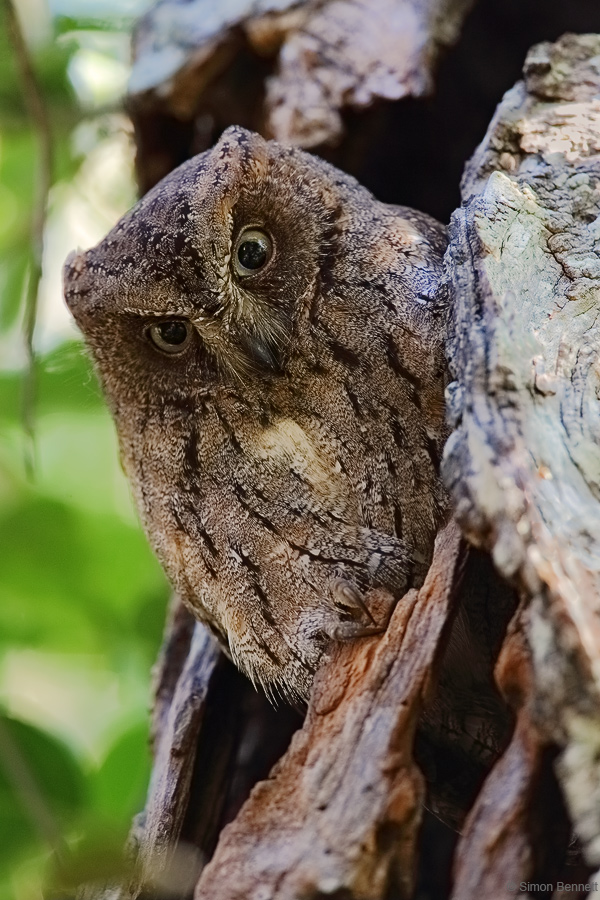 Torotoroka Scops-Owl