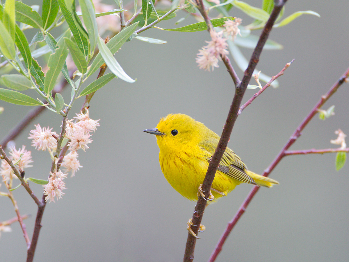 Yellow Warbler
