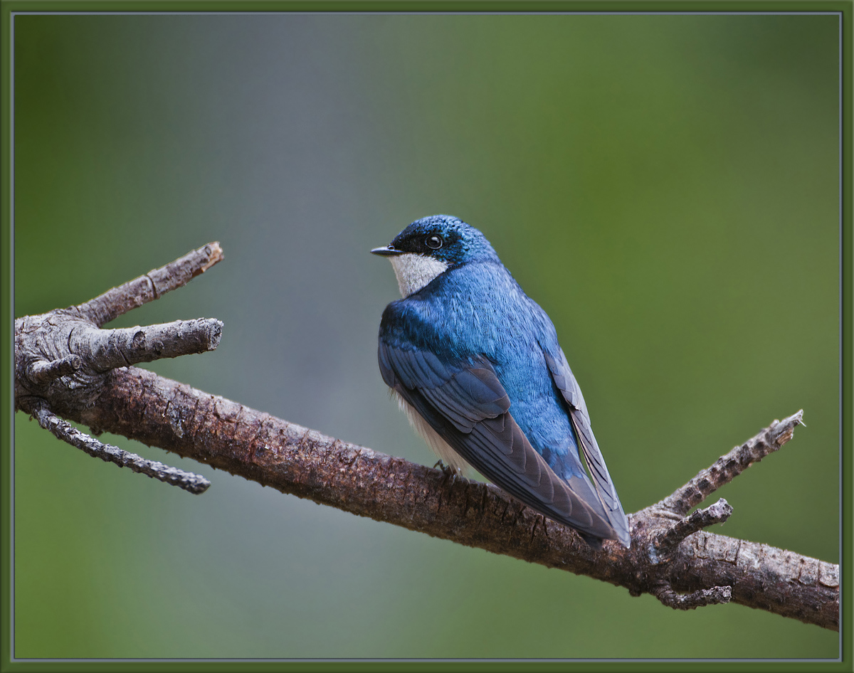 Swallow