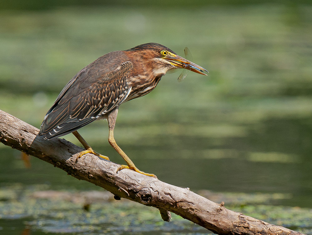 Green Heron/Blue Dasher
