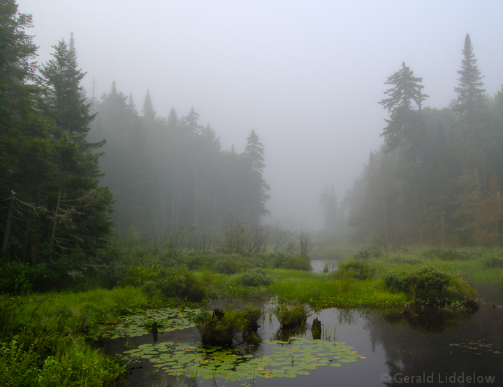 Trees in fog.