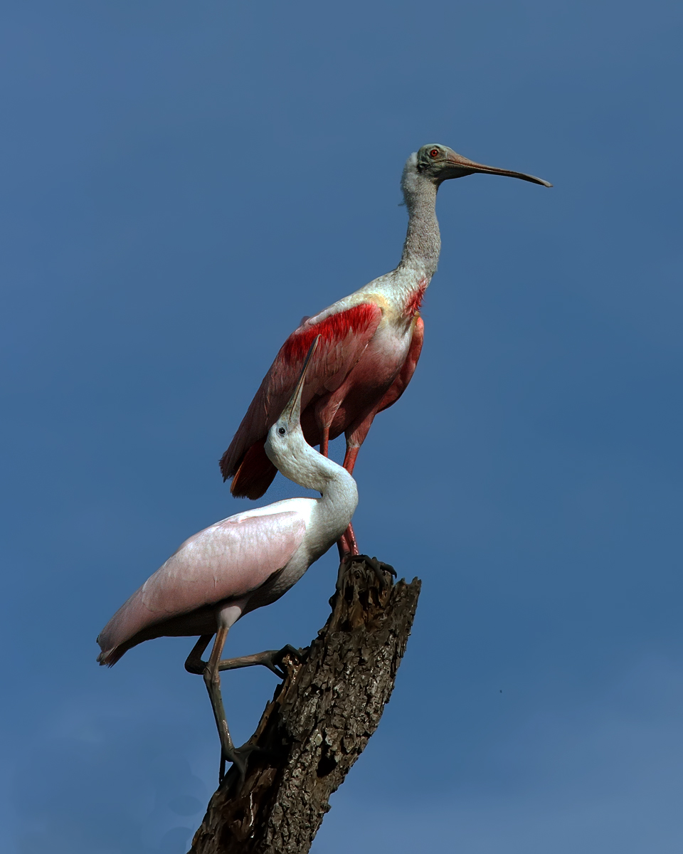 Spoonbills