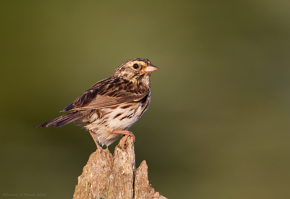 Savannah Sparrow