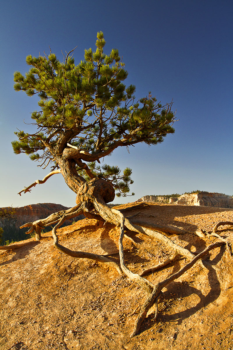 Reaching for the Sky