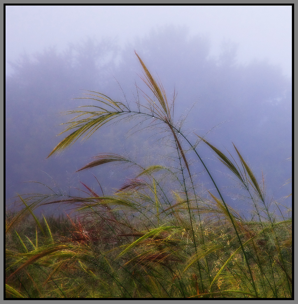 The Marsh