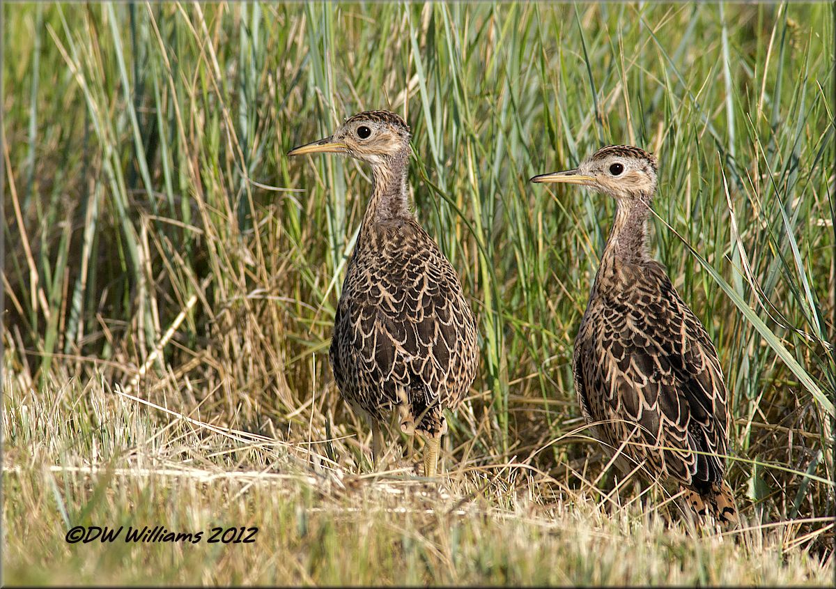 Juvie Upland Sandpipers